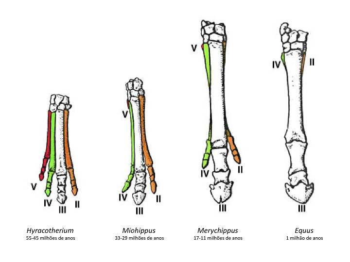 Segundo estudo, ter um só dedo propiciou que o Equus fosse mais forte e ágil; cavalos perderam seus dedos ao longo da evolução
