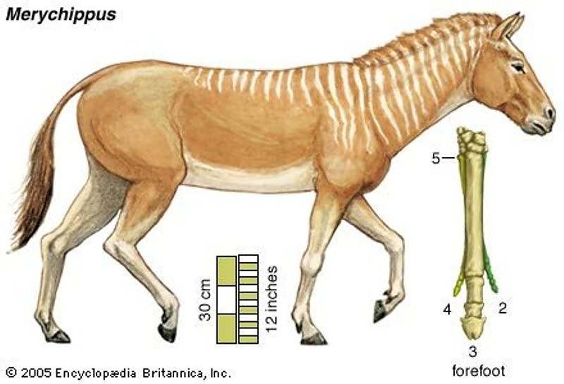 Segundo estudo, ter um só dedo propiciou que o Equus fosse mais forte e ágil; cavalos perderam seus dedos ao longo da evolução