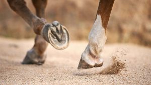 Cavalos perderam dedos ao longo da sua evolução