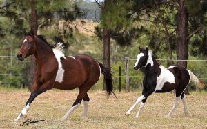 Comércio de animais da raça Paint Horse supera expectativas