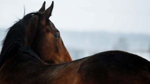 Dorso equino: saiba quais são os problemas musculares e ósseos