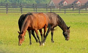 Princípios fundamentais para o treinamento do cavalo