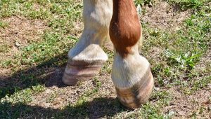 Prováveis etiologias e meios de diagnóstico da Síndrome do Navicular