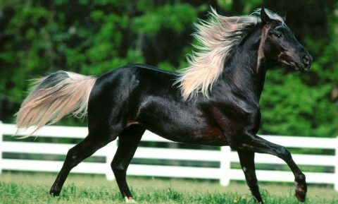 Rocky Mountain Horse é uma raça marcante e conhecida por seu porte único