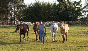 UC promove evento online e gratuito de conhecimento sobre cavalos