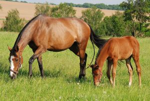 Vetoquinol amplia portfólio de suplementos para cavalos da linha Equistro®