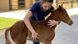 Você sabia que o Rhodococcus equi pode causar lesões fora do pulmão?