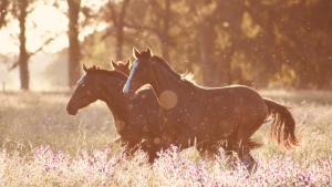 15 curiosidades sobre os cavalos