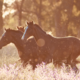15 curiosidades sobre os cavalos
