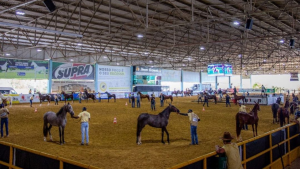 Exposição Brasileira do Criador se consolida no calendário do Mangalarga Marchador