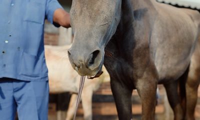 Alimentação inadequada deixa os cavalos mais propensos às doenças