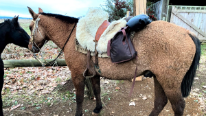 Cavalgada com cavalo Bashkir Curly: hipoalergênico