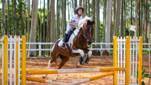 Cavalo Árabe mostra sua funcionalidade na 2ª Etapa de Salto e Hipismo Rural da ABHIR