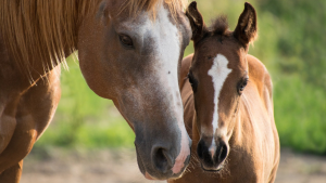 Conheça algumas curiosidades sobre a idade dos cavalos