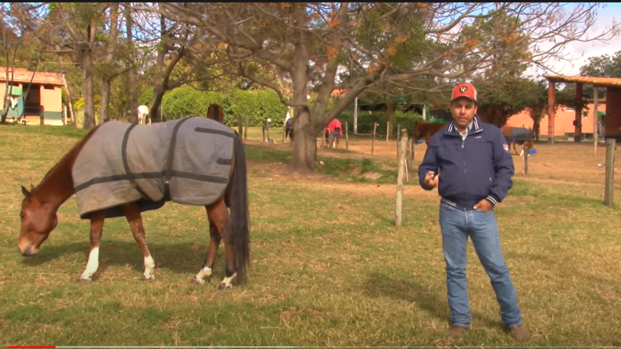 cavalos no inverno