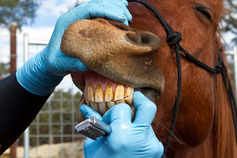 Acompanhamento da saúde bucal promove melhorias nos aspectos, mental, físico e atlético do cavalo, sendo algo primordial.