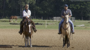 Entenda a necessidade de exercício para o cavalo novo