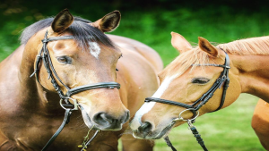 Foco em bem-estar, qualidade de vida e aumento da população de cavalos urbanos movimentam o mercado equestre