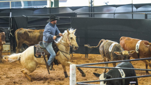 Haras 2 Meninas no Top 5 de criadores de Ranch Sorting do Congresso Brasileiro 2021