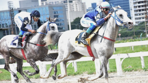 Melhores exemplares machos da raça Árabe disputam GP Jamil Saliba neste sábado