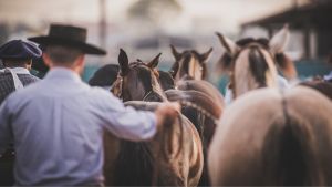 Passaporte para a Morfologia do Cavalo Crioulo será realizado em novo local