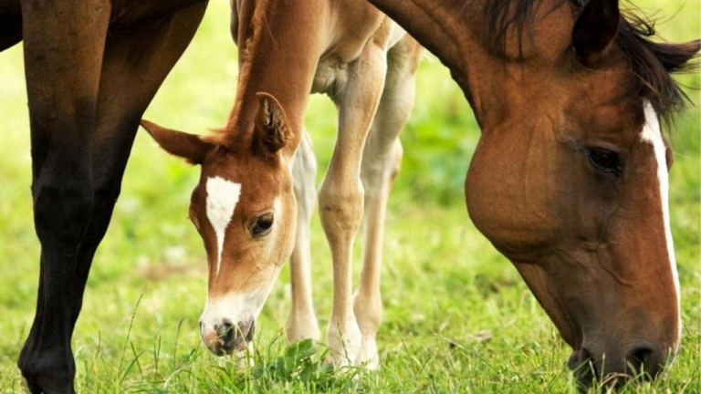 Como é feita a escolha de nomes e afixos de animais da raça Quarto de Milha?
