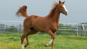 Saiba o porquê a nutrição é fundamental para elevar performance de cavalos de competição