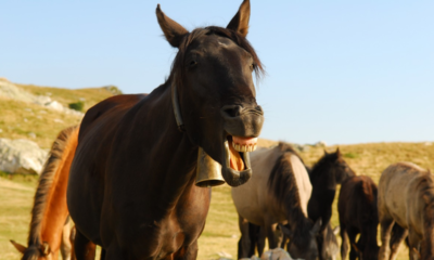 Acompanhamento odontológico promove melhorias nos aspectos, mental, físico e atlético do cavalo
