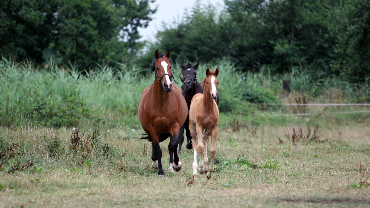 Transferência de embriões potencializa funções do cavalo
