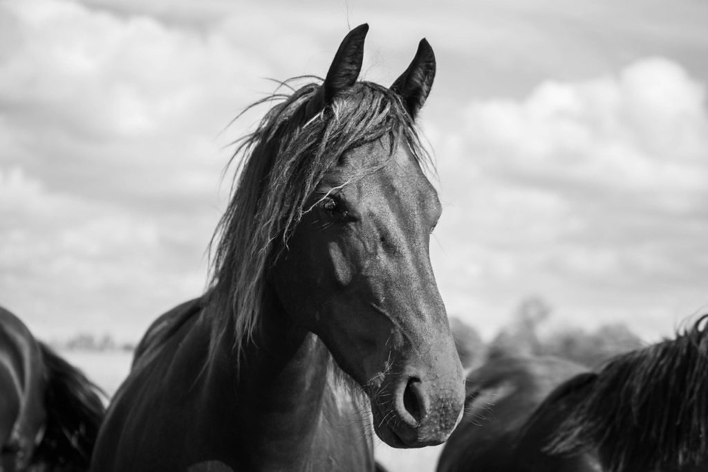 Luciano Rodrigues, cavaleiro e pesquisador, comenta nesse artigo sobre treinamento de cavalos e o entendimento dos fundamentos dos animais.