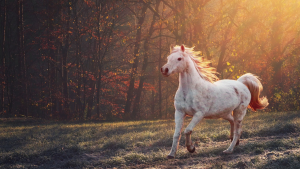 Treinamento de cavalos: entendendo os fundamentos dos animais