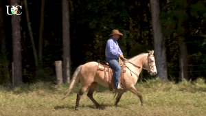 Entenda a necessidade de exercícios para o cavalo de cavalgada