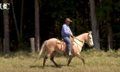 Nesse vídeo da TV UC, Aluisio Marins explica sobre a necessidade exercício para ter um cavalo de cavalgada macio e leve de boca