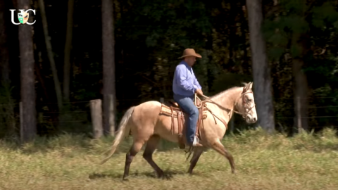 Entenda a necessidade de exercícios para o cavalo de cavalgada