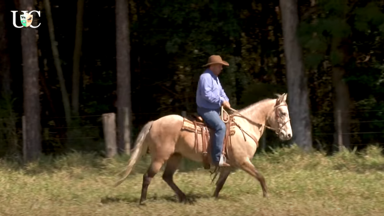 Nesse vídeo da TV UC, Aluisio Marins explica sobre a necessidade exercício para ter um cavalo de cavalgada macio e leve de boca