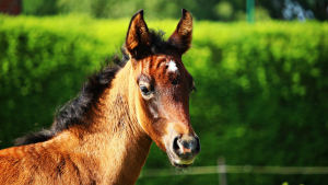 ABCCA promove live para falar sobre infecção por Rhodococcus equi