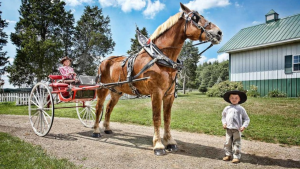 Você conhece as cinco raças com os maiores cavalos do mundo?