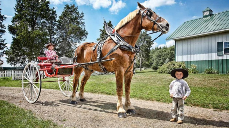 Big Jake, cavalo mais alto do mundo, morre aos 20 anos