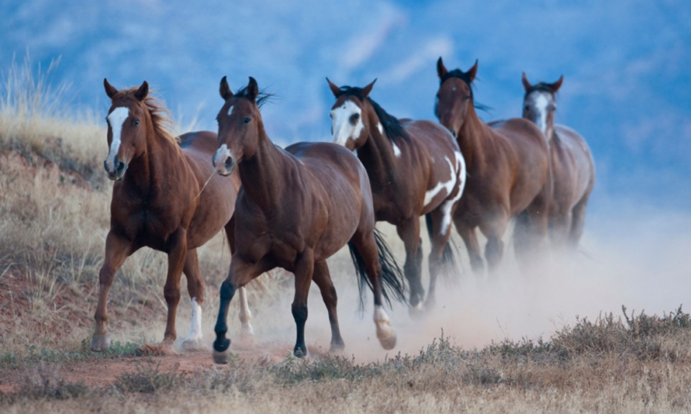 Cavalgada em Mustangs no Wyoming