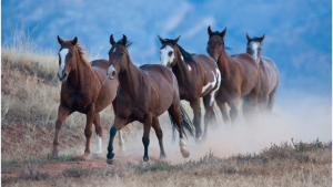 Cavalgada em Mustangs no Wyoming