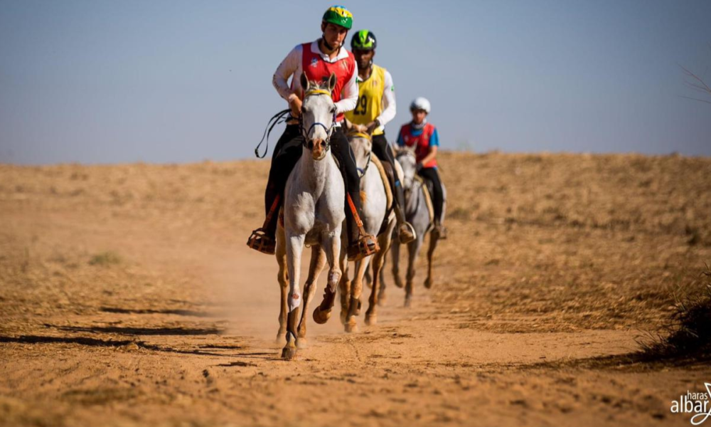 Cavalo Árabe em disputa pelo Festival Internacional e IV Etapa do Paulistão de Enduro Equestre neste fim de semana