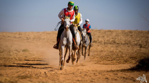 Cavalo Árabe em disputa pelo Festival Internacional e IV Etapa do Paulistão de Enduro Equestre neste fim de semana