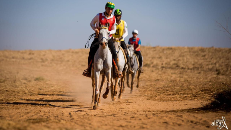 Cavalo Árabe em disputa pelo Festival Internacional e IV Etapa do Paulistão de Enduro Equestre neste fim de semana