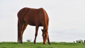 Cavalo peludo no inverno