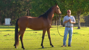 TV UC – Como apresentar situações novas para cavalos