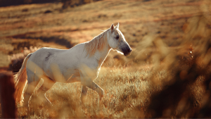 Confira 10 curiosidades sobre os cavalos