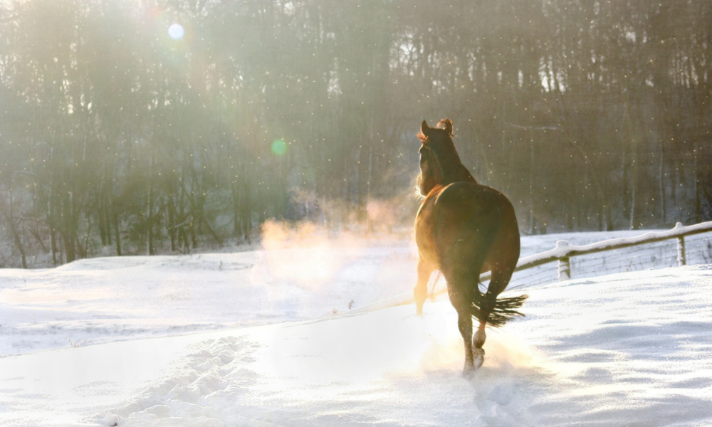 Confira quatro dicas para o seu cavalo ter um inverno melhor