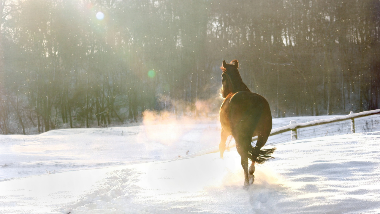 Confira quatro dicas para o seu cavalo ter um inverno melhor