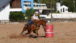 Criação gaúcha do cavalo Árabe enaltece a funcionalidade da raça