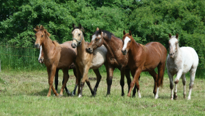 Doenças respiratórias são mais comuns no inverno,  prejudicando o desempenho de equinos